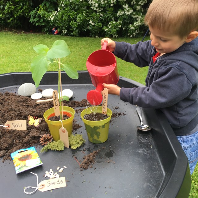 Planting seeds activity in the tuff tray