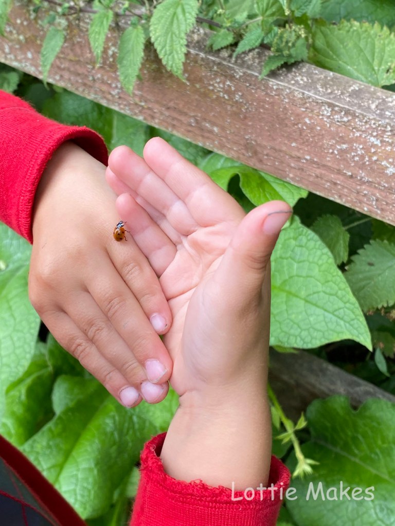 forest school activities - insects
