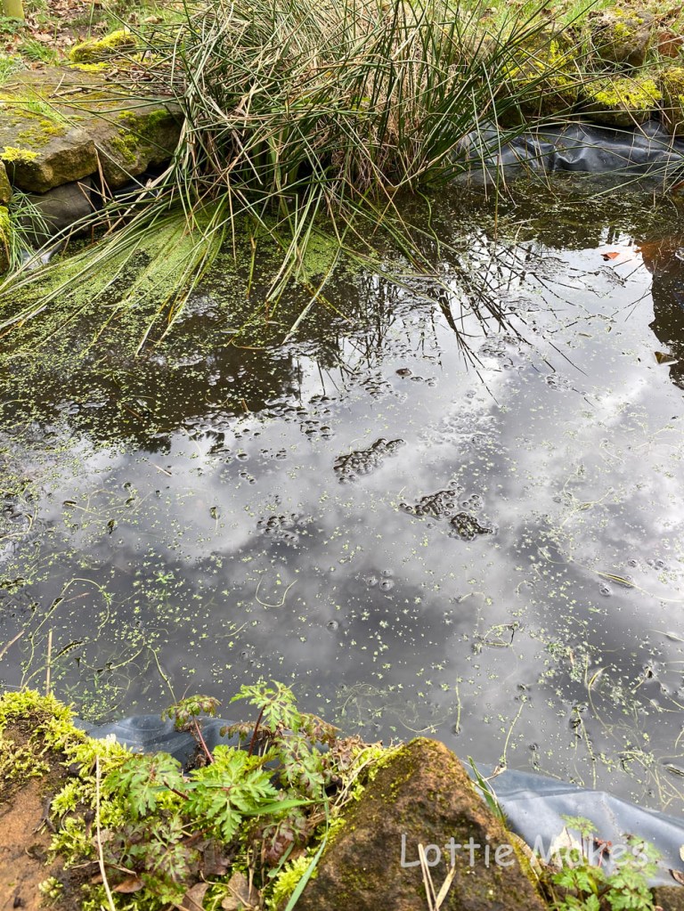 pond dipping
