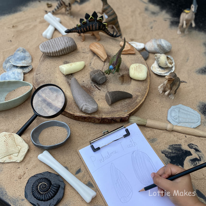 Prehistoric dinosaur teeth investigation for children
