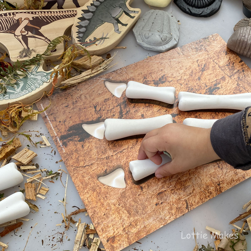 Measuring Bones - match and measure!